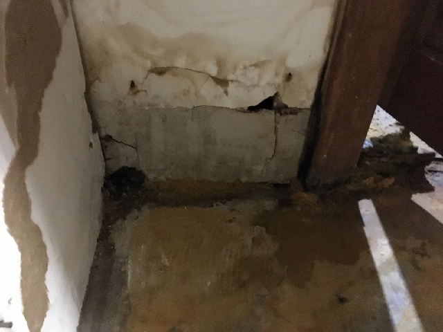 Mold After Remediation
