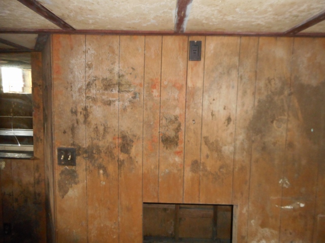 Mold 
